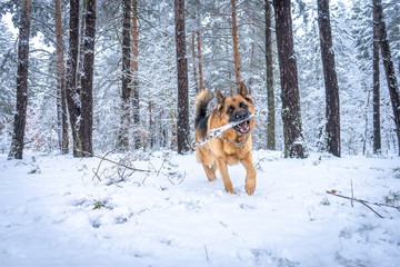 German shepherd in winter