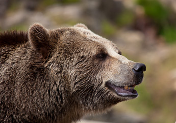 Close up portrait of adult brown bear isolated. Portrait of Kamchatka bear (Ursus arctos beringianus)