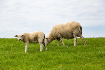 Sheep on the green grass of a dike in Holland