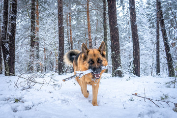 German shepherd in winter
