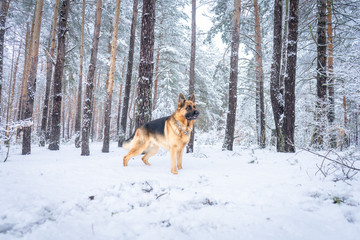 German shepherd in winter