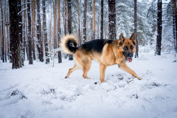 German shepherd in winter