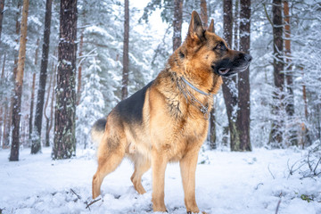German shepherd in winter