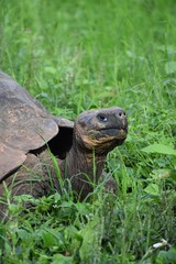 Giant Galapagos tortoise