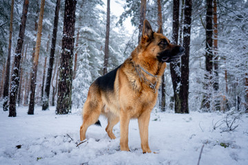 German shepherd in winter