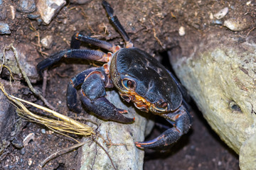 crab in nature