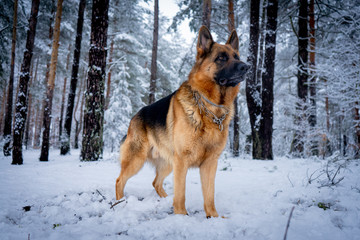 German shepherd in winter