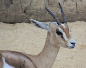 Portrait of a gazelle (Gazella dorcas)