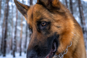 German shepherd in winter