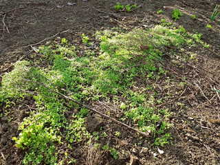 A lot of salad germinated in the garden