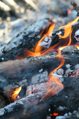 fire in nature . Bonfire in the forest