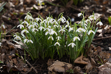 Snowdrops in the forest