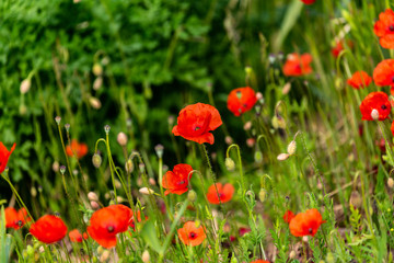 Poppies in a lush meadow