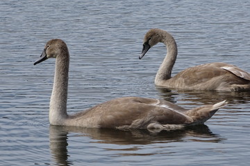 Baby swans