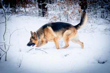 German shepherd in winter