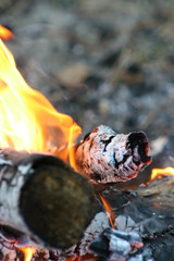 fire in nature . Bonfire in the forest