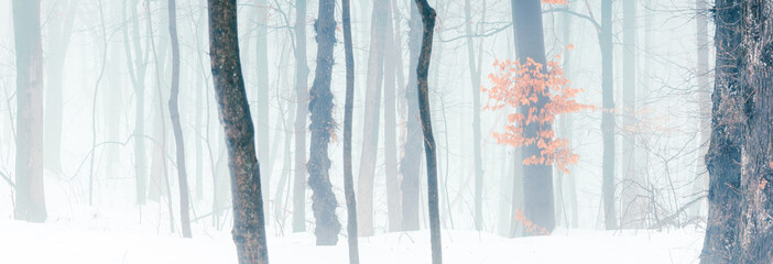 Wide panorama of snowy forest at foggy winter day.