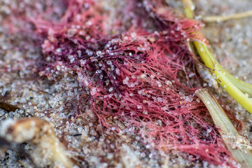 Makroaufnahme von Strandgut Netz Umweltverschmutzung am Strand von Schwarbe auf Rügen	