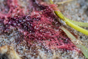 Makroaufnahme von Strandgut Netz Umweltverschmutzung am Strand von Schwarbe auf Rügen