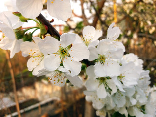 Cherry tree blossom close up. Beautiful white flowers