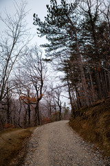 Forest path through the trees with fog