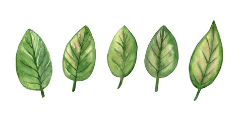 Set of green fresh leaves. Elements for design. Hand drawn watercolor illustration. Isolated on white background.