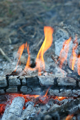 fire in nature . Bonfire in the forest