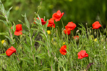 Poppies in a lush meadow