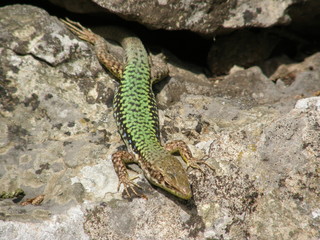 lizard