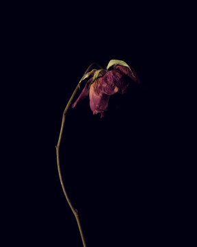 Dry rose against dark background