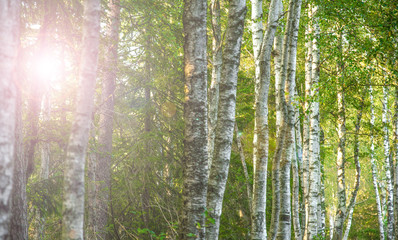 Fototapeta premium Birkenwald im Schwarzwald