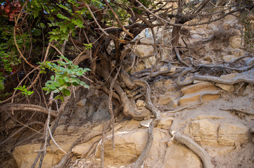 Trees, roots and rocks, Cyprus