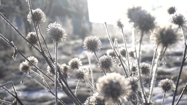 frost on the seeds of thistle