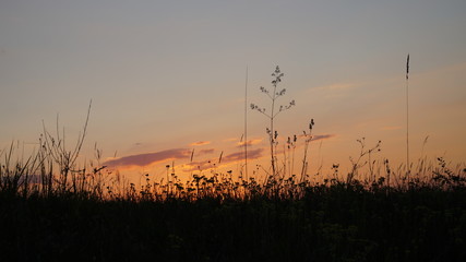 sunset over wheat field