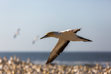 Cape Gannet colony in the evening sun. Lamberts Bay, South Africa