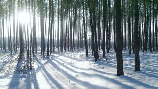 Snowy winter forest trees wood nature Beautiful winter wonderland Sun shining at sunset Snow crystals glittering