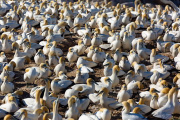 Obraz premium Cape Gannet colony in the evening sun. Lamberts Bay, South Africa