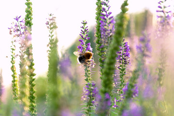 View of the bumblebee that sits on a sprig of Veronica.