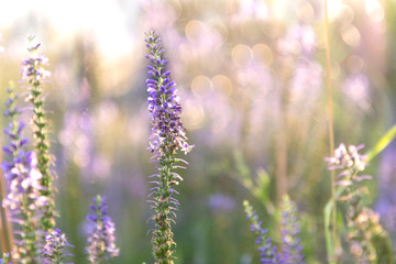 Fototapeta premium Sprig of Veronica flower with lilac flowers on the background with bokeh.