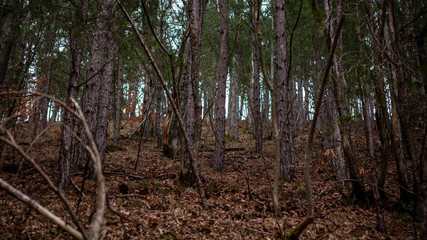 Detail of beautiful trees. Autumn in the forest