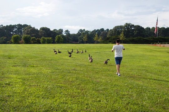 A young man on a summer afternoon in the park takes pictures of wild geese. Summer lawn and clear blue sky. Landscaping. Park Milliken Arboretum, Spartanburg, South Carolina, USA
