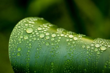 Regentropfen Detail auf grünem Blatt im Regenwald Australien, Hintergrund Flora grün