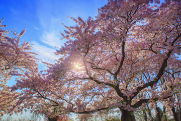 Blühende Äste vor blauem Himmel