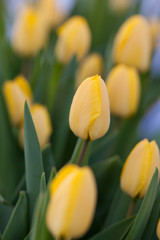 Gelbe Tulpen im Garten zur Frühlingszeit