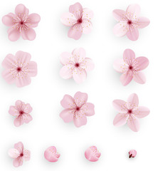 Realistic sakura or cherry blossom; Japanese Spring Flower Sakura; Pink Cherry Flower.