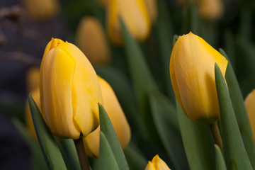 Gelbe Tulpen im Garten zur Frühlingszeit