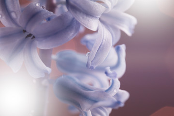  Flowers of white-blue-violet hyacinth close-up. Flower collage for postcard. Nature.