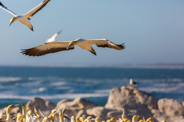 Cape Gannet colony in the evening sun. Lamberts Bay, South Africa