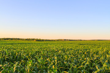 Green corn field