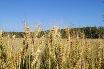 Field of ripe rye